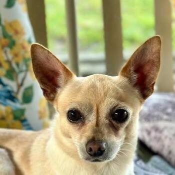 Chihuahua Dogs Available for Adoption in Niagara Falls, Ontario - Bruno (20260511-01) | PetCurious