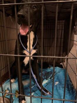 Samara -  Great Dane and Labrador Retriever Dog for Adoption in Austin, Texas - Samara | PetCurious