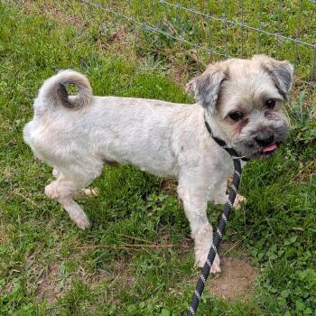 Shih Tzu and Mixed Breed Dogs Available for Adoption - Valen | PetCurious