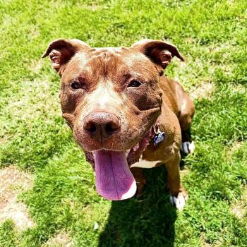 Uno - Courtesy post -  Pit Bull Terrier and Mastiff Dog for Adoption in Utica, Michigan - Uno - Courtesy Post | PetCurious
