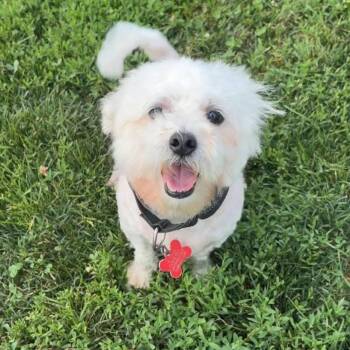 Mellow -  Shih Tzu Dog for Adoption in Valparaiso, Indiana - Mellow | PetCurious