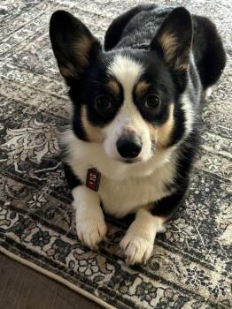 Maple -  Pembroke Welsh Corgi Dog for Adoption in Alafaya, Florida - Maple | PetCurious