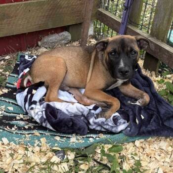 Caesar -  Mixed Breed and Boxer Dog for Adoption in Marengo, Illinois - Caesar | PetCurious