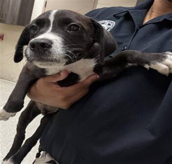 A429887 -  Pit Bull Terrier and Mixed Breed Dog for Adoption in Conroe, Texas - A429887 | PetCurious