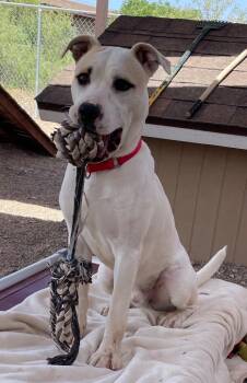 Rescue Labrador Retriever and Australian Cattle Dog Blue Heeler Dogs for Adoption in Cottonwood, Arizona - Hercules | PetCurious