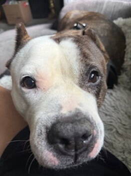 Rescue Pit Bull Terrier Dogs for Adoption in Richmond, Virginia - Kyah | PetCurious