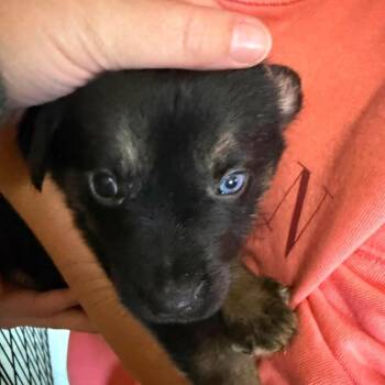 Veneera -  Shepherd Dog for Adoption in Brainerd, Minnesota - Veneera | PetCurious