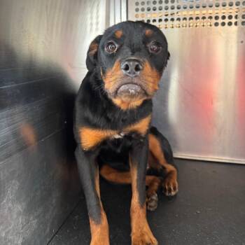 Merrill -  Rottweiler Dog for Adoption in Birmingham, Alabama - Merrill | PetCurious
