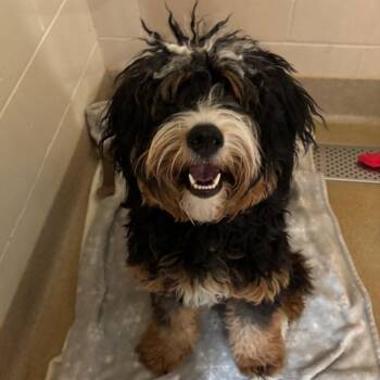 Bernese Mountain Dog and Poodle Dogs Available for Adoption - Mina | PetCurious