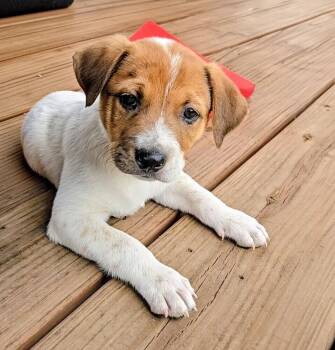 Frisco -  Retriever and Australian Cattle Dog Blue Heeler Dog for Adoption in Evergreen, Colorado - Frisco | PetCurious