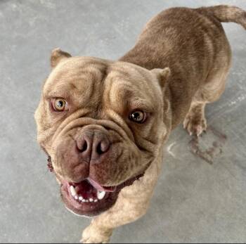 Rescue American Bully Dogs for Adoption in Littlerock, California - Motto Motto | PetCurious