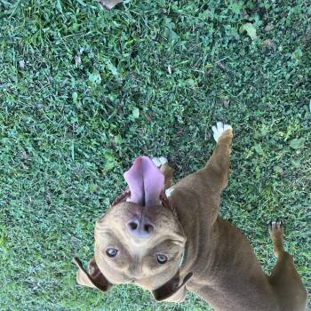 Ruby Sue -  American Bulldog Dog for Adoption in Phenix City, Alabama - Ruby Sue | PetCurious