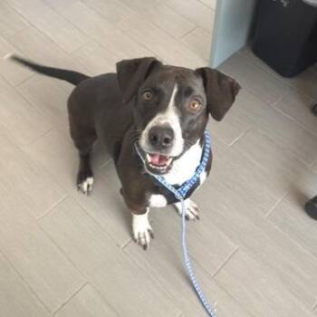 Hound and Mixed Breed Dogs Available for Adoption - Peaches | PetCurious