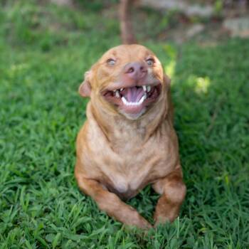 Scoob -  Terrier and Mixed Breed Dog for Adoption in Gainesville, Georgia - Scoob | PetCurious