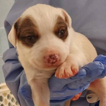Tater AKA Wilhameno 2083 -  Labrador Retriever and Mixed Breed Dog for Adoption in Loxahatchee Groves, Florida - Tater AKA Wilhameno 2083 | PetCurious