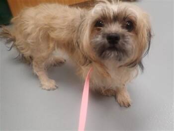 Mixed Breed Dogs Available for Adoption - LIZZY | PetCurious