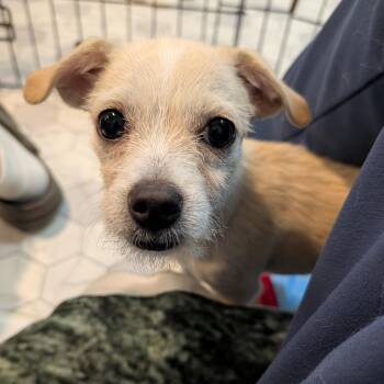Aliza -  Chihuahua and Terrier Dog for Adoption in Minneapolis, Minnesota - Aliza | PetCurious
