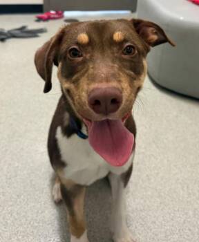 Mr. McSniffs -  Labrador Retriever and Australian Shepherd Dog for Adoption in Hoffman Estates, Illinois - Mr. McSniffs | PetCurious