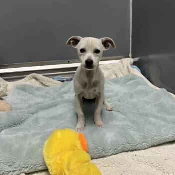 Harmony -  Chihuahua Dog for Adoption in East Hanover, New Jersey - Harmony | PetCurious