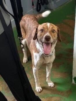 Rescue Hound Dogs for Adoption in Brookhaven, Mississippi - Ellie 25 | PetCurious