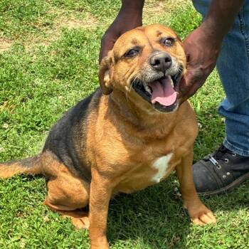 Lemonade -  Mixed Breed Dog for Adoption in Brownsboro, Alabama - Lemonade | PetCurious