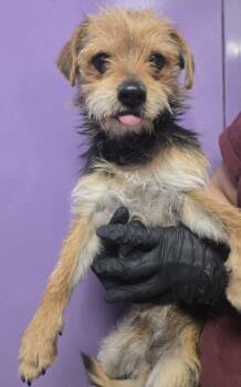 Terrier and Mixed Breed Dogs Available for Adoption - 60257050 | PetCurious