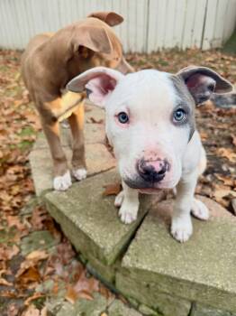 Boxing Litter -  Pit Bull Terrier Dog for Adoption in Detroit, Michigan - Boxing Litter | PetCurious