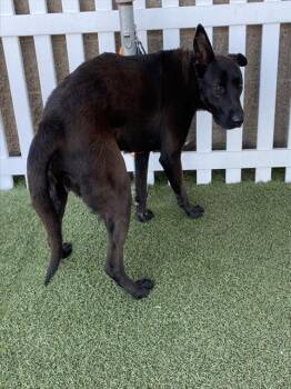 German Shepherd Dog and Mixed Breed Dogs Available for Adoption in Modesto, California - COVEN | PetCurious