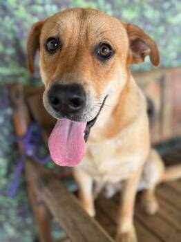Labrador Retriever Dogs Available for Adoption in Wayne, New Jersey - Mr. Belvedere | PetCurious