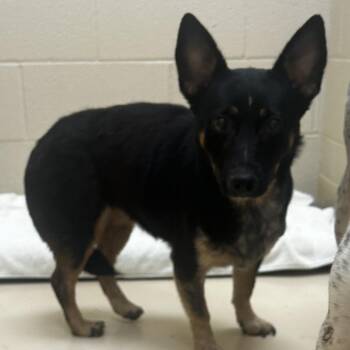 Eyebrow -  Mixed Breed Dog for Adoption in Winston-salem, North Carolina - Eyebrow | PetCurious