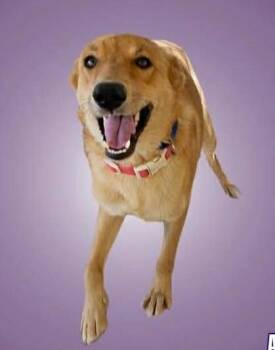 Mixed Breed Dogs Available for Adoption - Stella | PetCurious