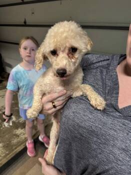 Poodle Dogs Available for Adoption in Matthews, North Carolina - Tan (oodles Of Poodles) | PetCurious