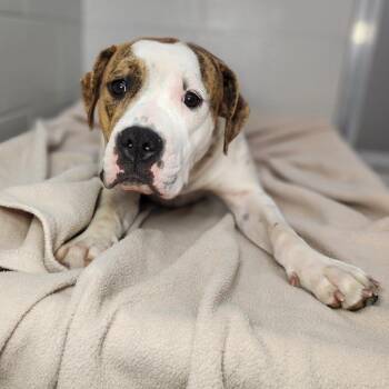 Pit Bull Terrier Dogs Available for Adoption in Fort Wayne, Indiana - DJ Tanner | PetCurious
