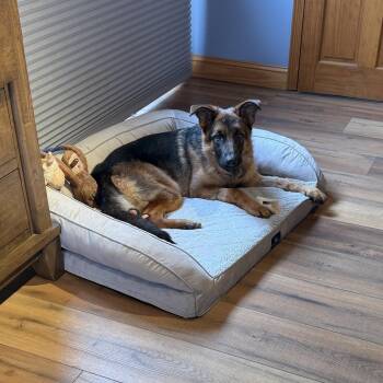 German Shepherd Dog Dogs Available for Adoption - Mosey | PetCurious