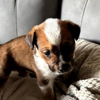 Henna -  Cattle Dog Dog Available for Adoption in Mount Pleasant, Texas - Henna | PetCurious