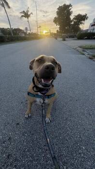 Rescue Terrier Dogs for Adoption in Pompano Beach, Florida - America | PetCurious