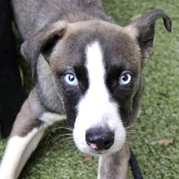 Mixed Breed Dogs Available for Adoption - Echo | PetCurious