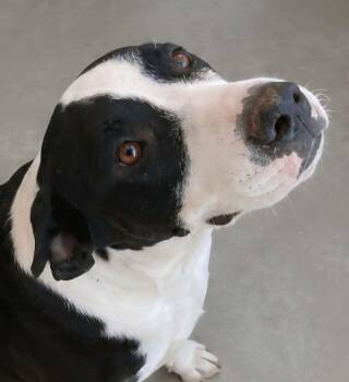 Tera -  American Staffordshire Terrier Dog for Adoption in Kingman, Arizona - Tera | PetCurious