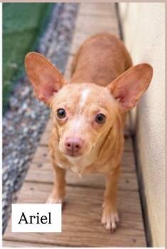 Ariel -  Chihuahua Dog for Adoption in Cullman, Alabama - Ariel | PetCurious