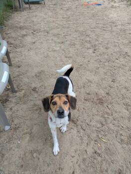Ginger Snap -  Beagle Dog for Adoption in Kalamazoo, Michigan - Ginger Snap | PetCurious