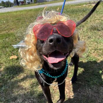 Rescue Pit Bull Terrier Dogs for Adoption in Columbia, South Carolina - Peggy Sue | PetCurious