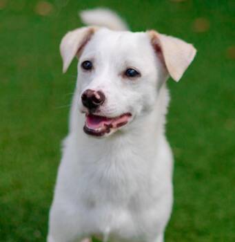 Tommy -  Chihuahua and Terrier Dog for Adoption in Bloomfield, Connecticut - Tommy | PetCurious