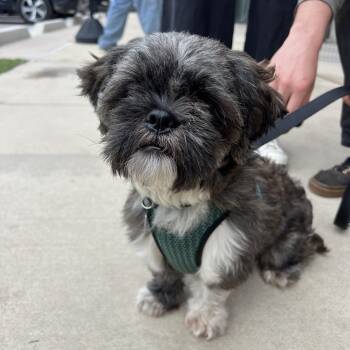 Shih Tzu Dogs Available for Adoption in Pflugerville, Texas - Jasper | PetCurious