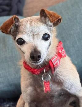 Chihuahua and Dachshund Dogs Available for Adoption in San Diego, California - Nadette | PetCurious