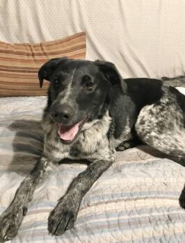 Mary -  Australian Cattle Dog Blue Heeler and Labrador Retriever Dog for Adoption in Manchester, Connecticut - Mary | PetCurious