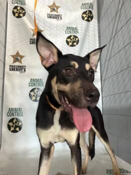 GHOST -  German Shepherd Dog and Husky Dog for Adoption in Winter Haven, Florida - GHOST | PetCurious