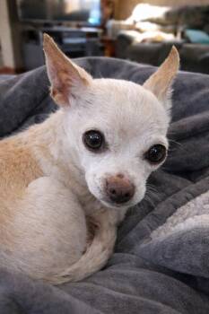Chihuahua Dogs Available for Adoption - Charlie | PetCurious