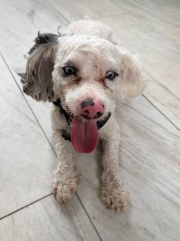 Banks -  Cockapoo Dog for Adoption in Baker, Louisiana - Banks | PetCurious