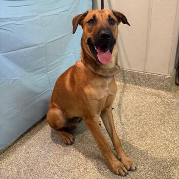 IVHS-Stray-142871 -  German Shepherd Dog Dog for Adoption in San Gabriel, California - IVHS-Stray-142871 | PetCurious
