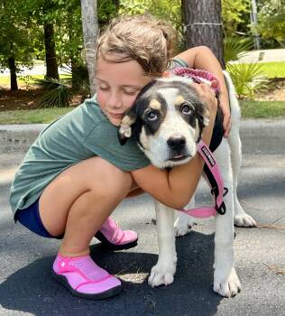 Maya -  Mixed Breed Dog for Adoption in Mount Pleasant, South Carolina - Maya | PetCurious